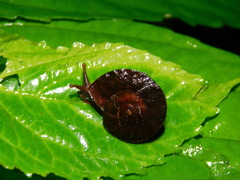 Dyakiidae