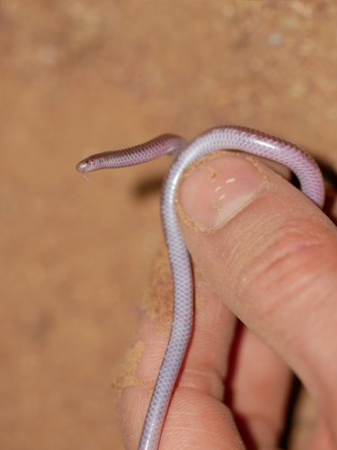 Southwestern Blind Snake
