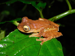 Rhacophorus margaritifer