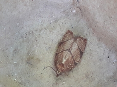 Argyrotaenia juglandana