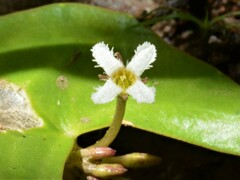 Nymphoides parvifolia