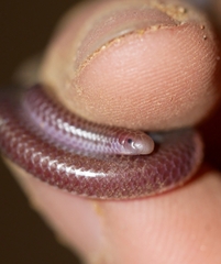 Rena humilis humilis