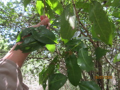 Achatocarpus nigricans