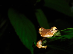 Rhacophorus margaritifer