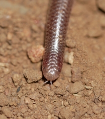Rena humilis humilis