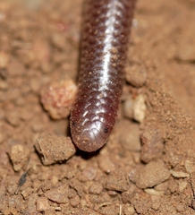 Rena humilis humilis