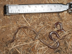 Rena humilis humilis