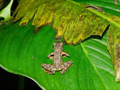 Leptophryne javanica
