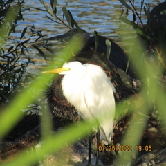 Ardea alba