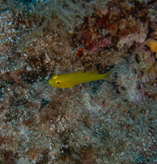 Gobius auratus