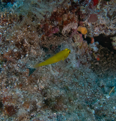 Gobius auratus