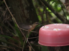 Phaethornis malaris