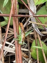 Odontoxiphidium apterum