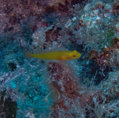 Gobius auratus