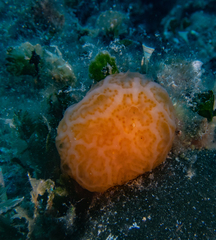 Aplidium conicum