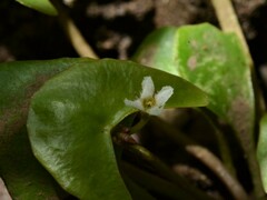 Nymphoides parvifolia