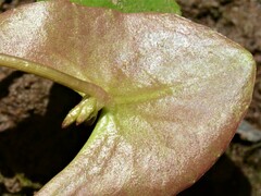 Nymphoides parvifolia