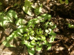 Nymphoides parvifolia