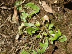 Nymphoides parvifolia