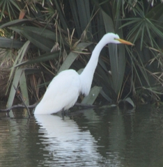 Ardea alba