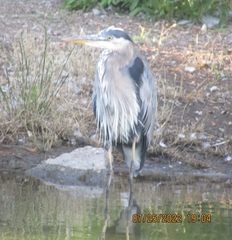 Ardea herodias