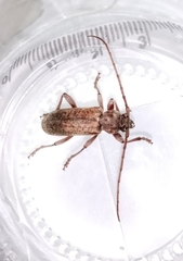 Trichoferus griseus