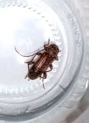 Trichoferus griseus