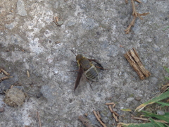 Exoprosopa rostrifera