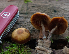 Galerina castaneipes