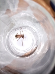 Trichoferus griseus