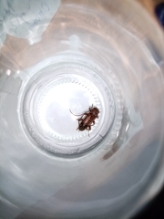 Trichoferus griseus