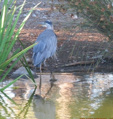 Ardea herodias