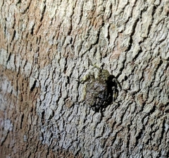 Herennia multipuncta