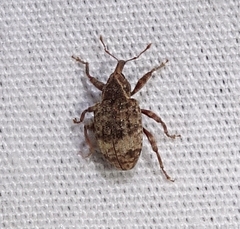 Conotrachelus seniculus