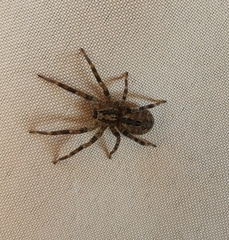 Zoropsis spinimana
