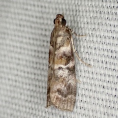 Dioryctria pygmaeella