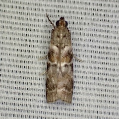 Dioryctria pygmaeella