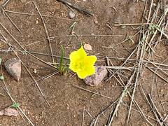 Zephyranthes longifolia