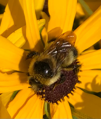 Bombus rufocinctus
