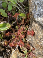 Drosera intermedia