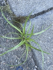 Cyperus nipponicus
