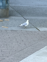 Larus brachyrhynchus
