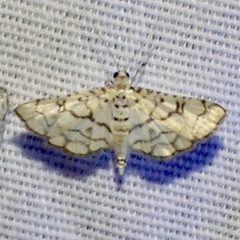 Hileithia rehamalis