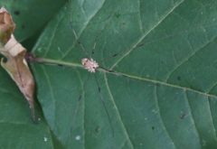 Leiobunum nigropalpi