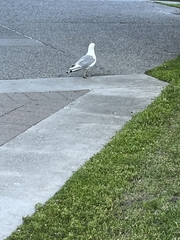 Larus brachyrhynchus