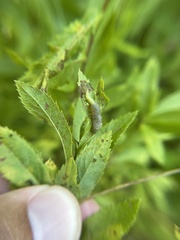 Dasineura salicifoliae