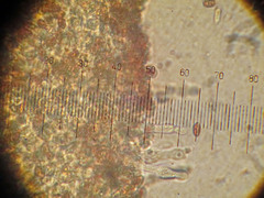 Galerina castaneipes