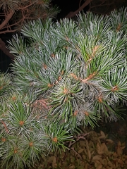 Pinus