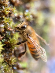 Apis mellifera