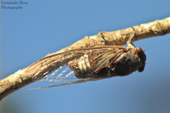 Diceroprocta digueti